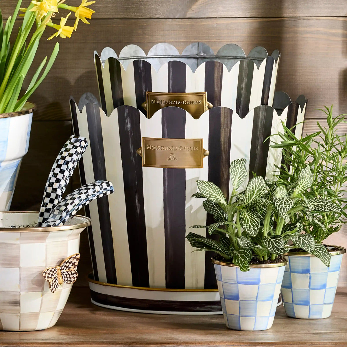 Grass Green Stripe Pots & Saucers, Set of 3